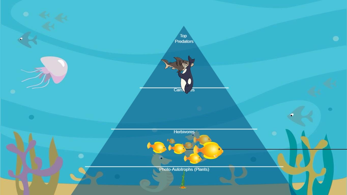 Ocean Ecological Pyramid