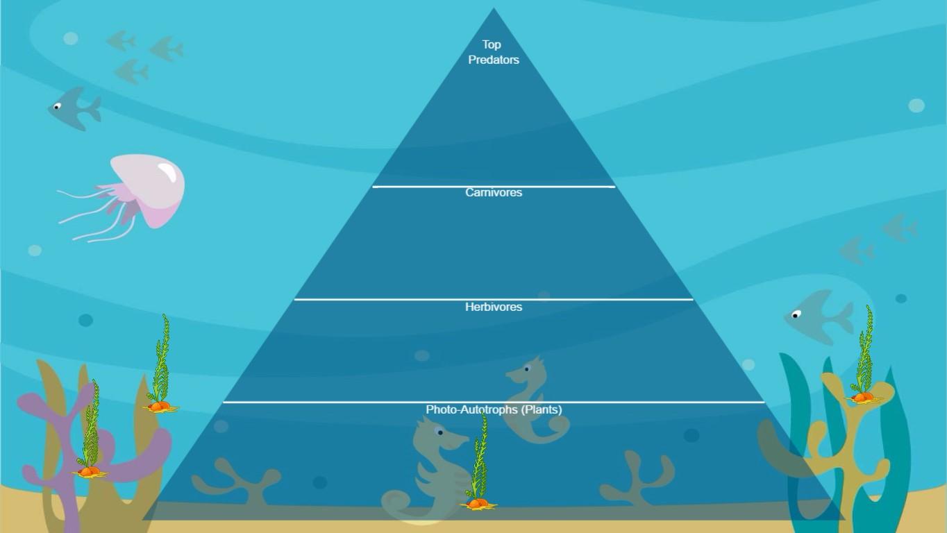 Ocean Ecological Pyramid