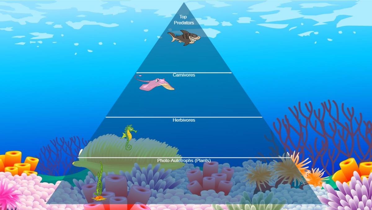 Ocean Ecological Pyramid