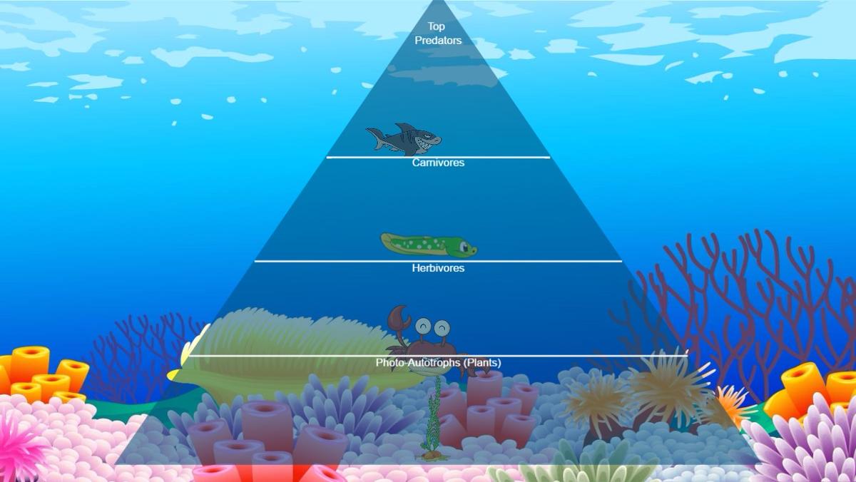 Ocean Ecological Pyramid