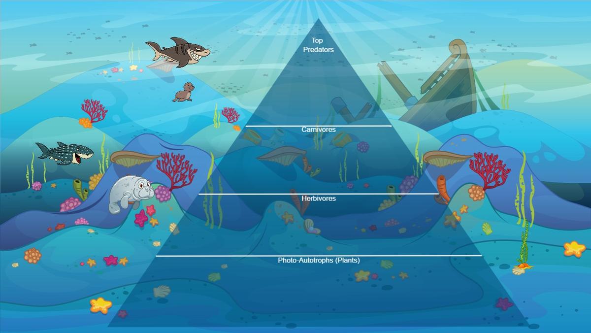 Ocean Ecological Pyramid