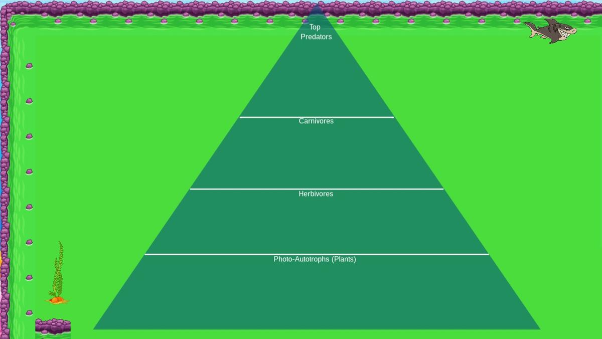 Ocean Ecological Pyramid