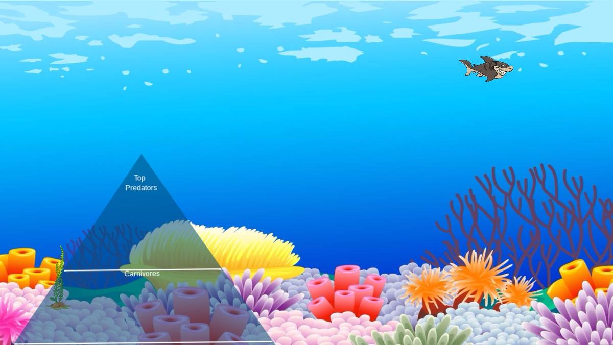 Ocean Ecological Pyramid