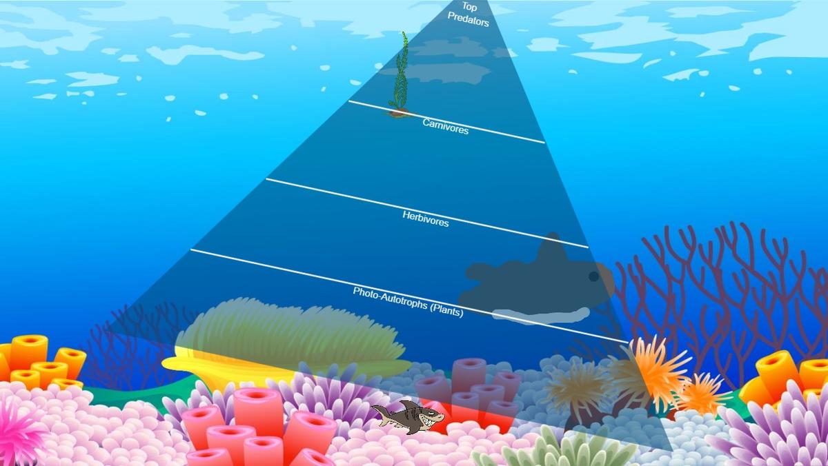 Ocean Ecological Pyramid