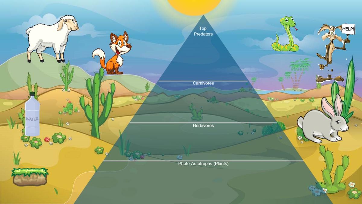 Ocean Ecological Pyramid