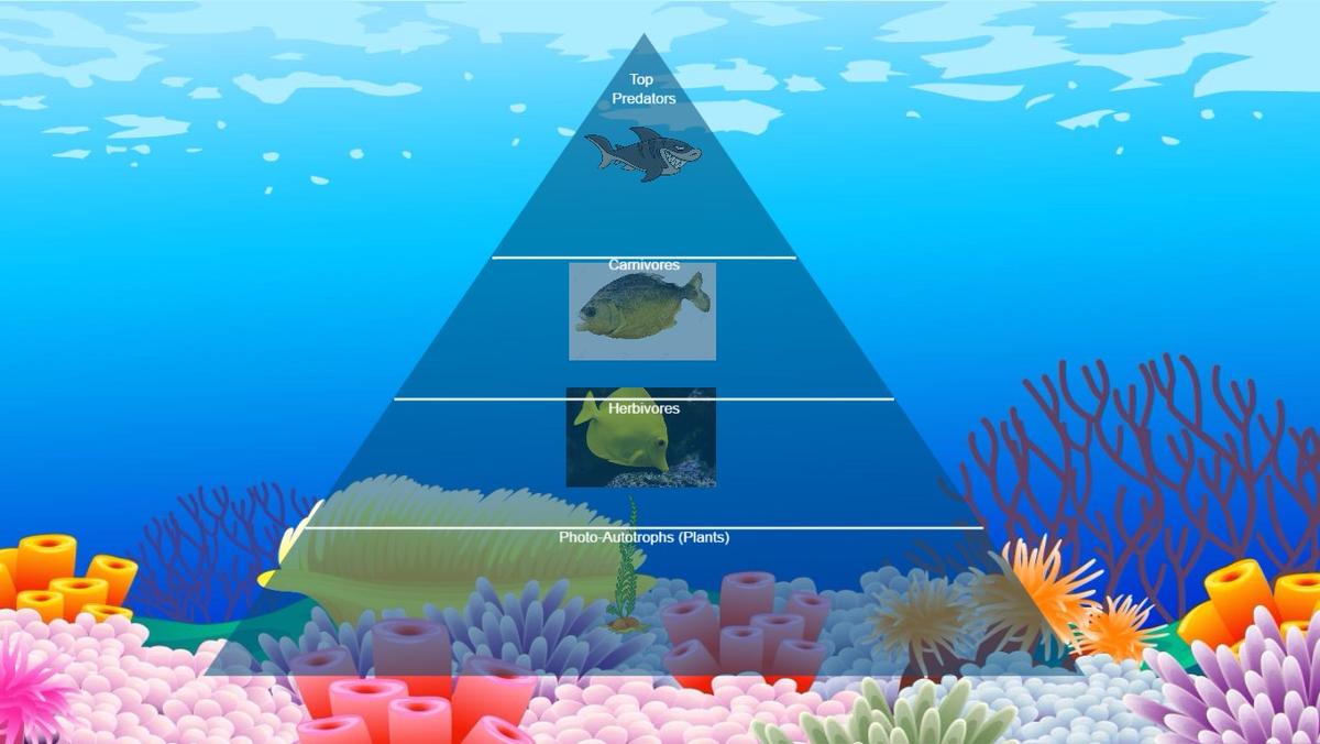 Ocean Ecological Pyramid