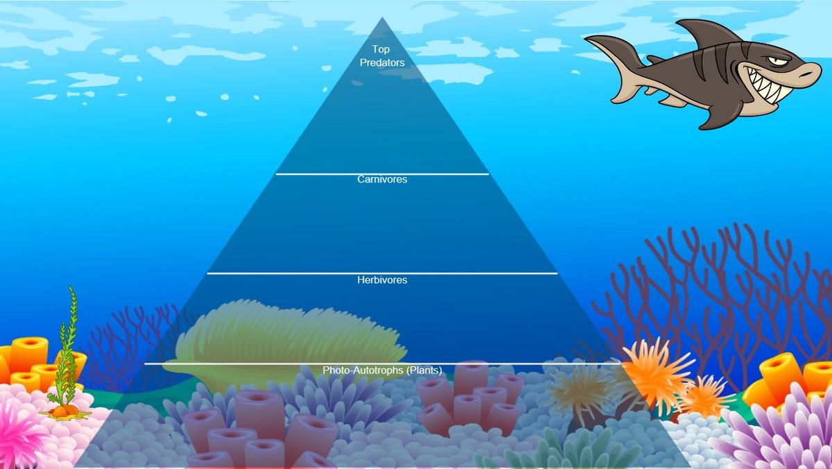 Ocean Ecological Pyramid