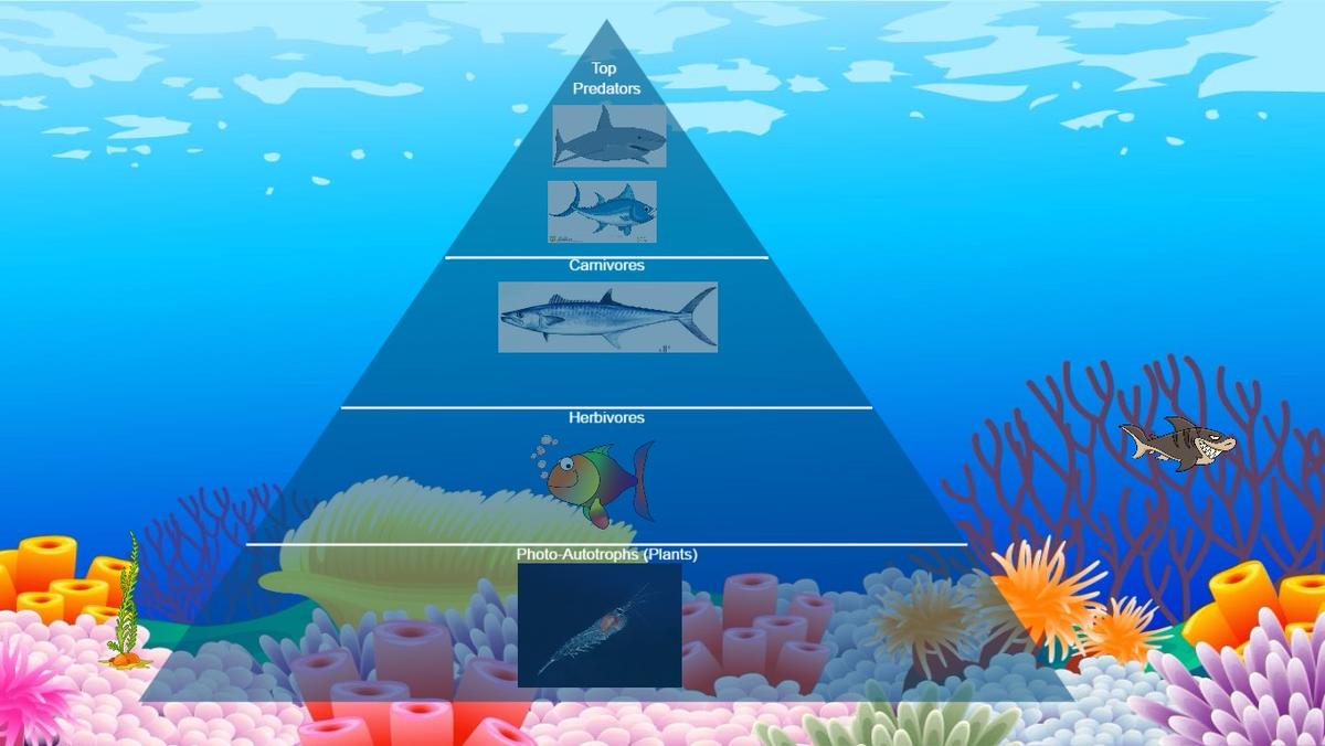 Ocean Ecological Pyramid