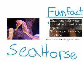 sea horse fun facts