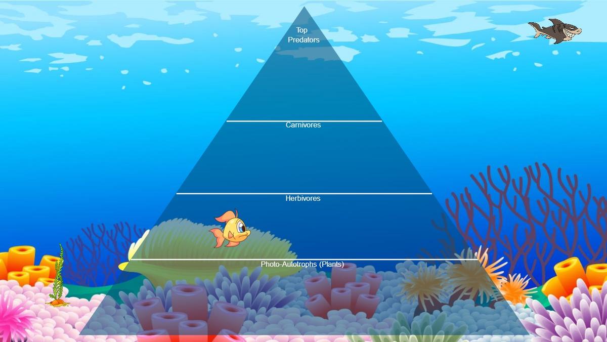 Ocean Ecological Pyramid