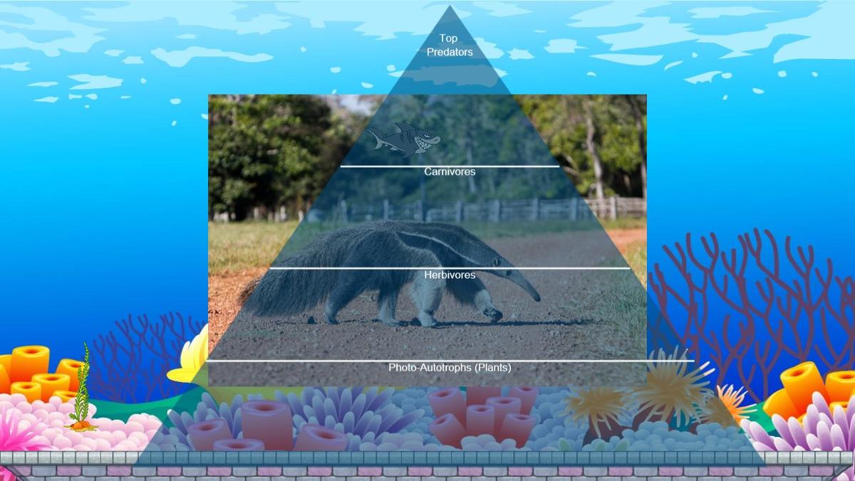 Ocean Ecological Pyramid