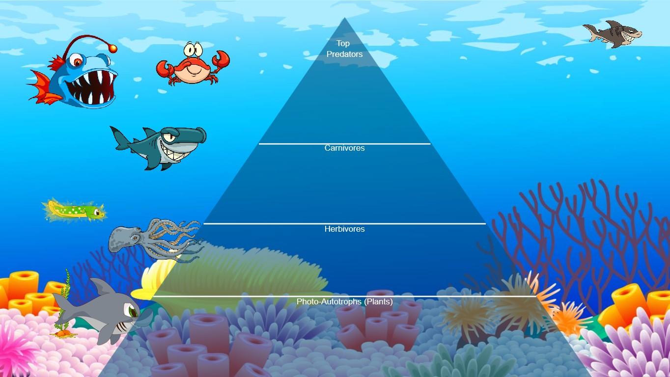 Ocean Ecological Pyramid