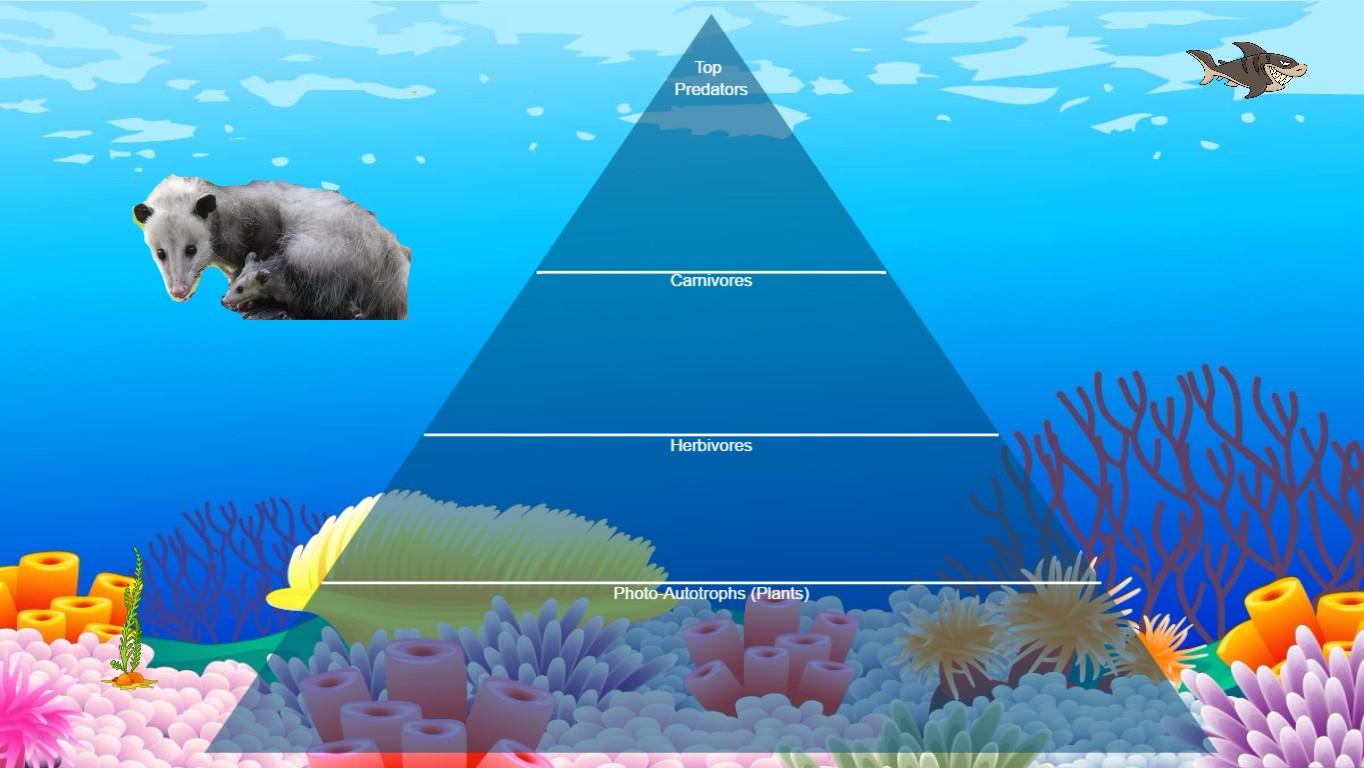 Ocean Ecological Pyramid