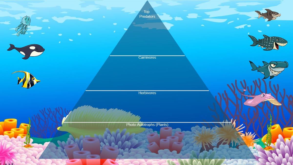 Ocean Ecological Pyramid