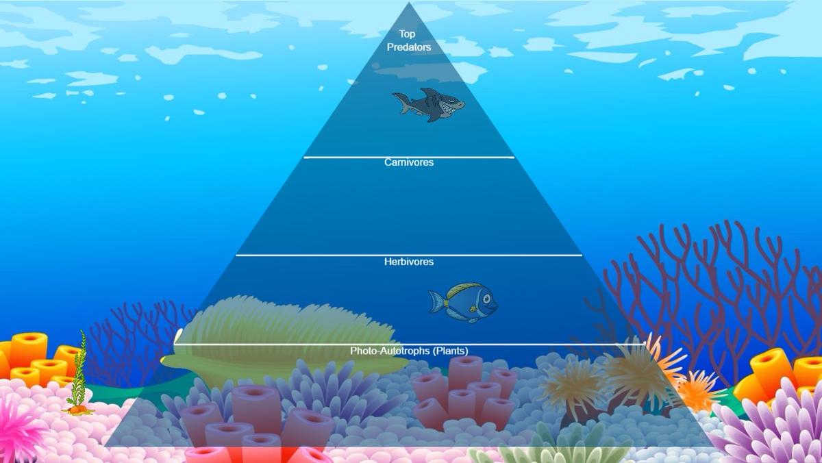 Ocean Ecological Pyramid