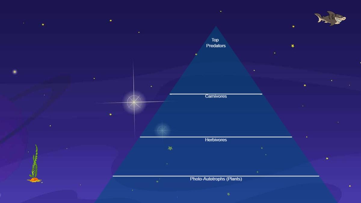 Ocean Ecological Pyramid