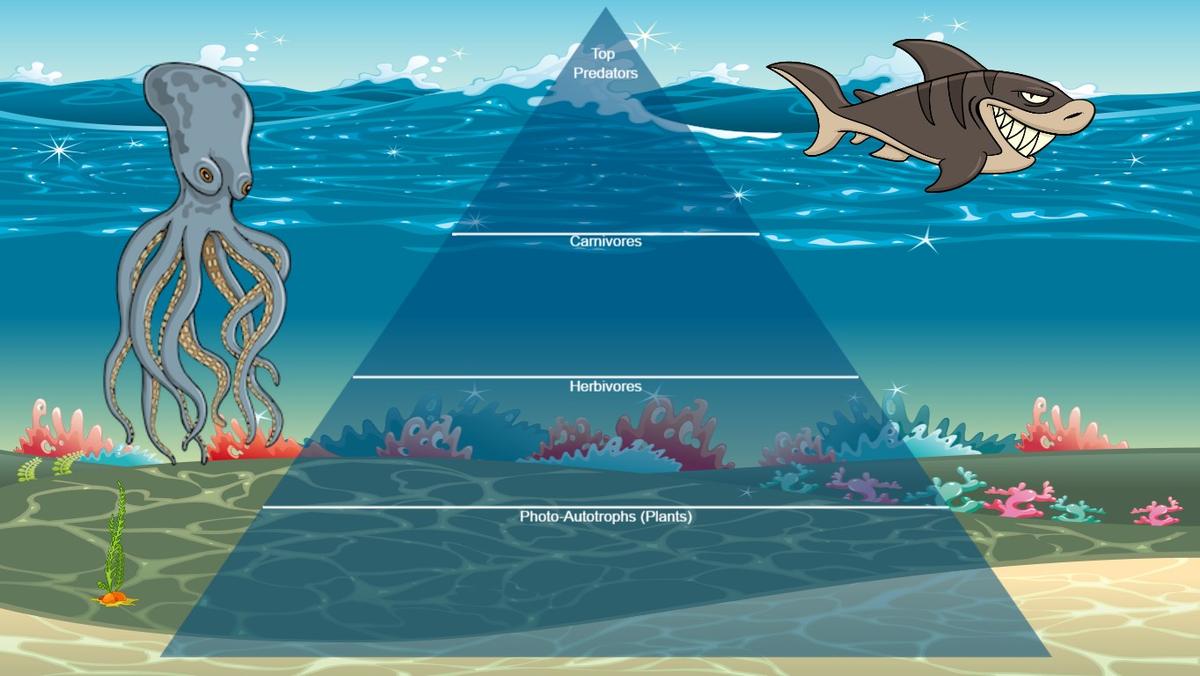 Ocean Ecological Pyramid