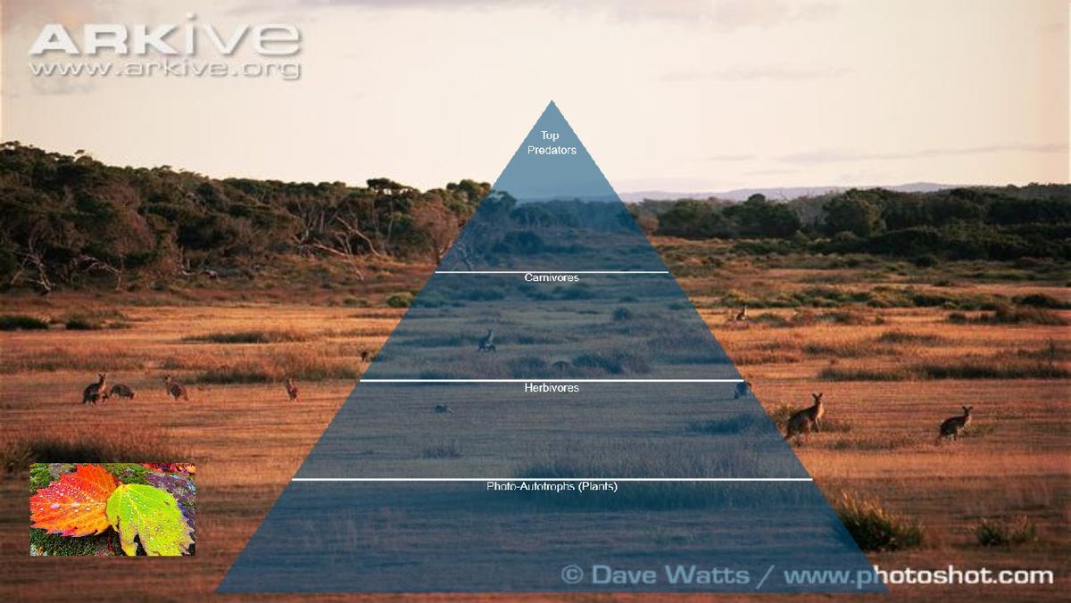 Ocean Ecological Pyramid