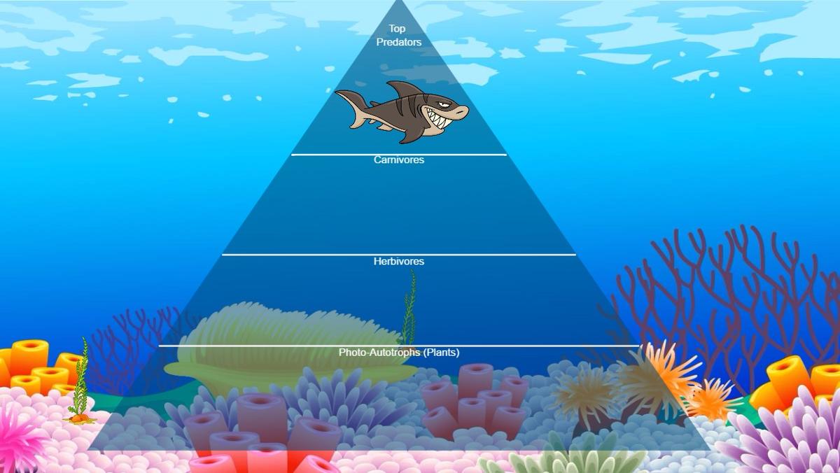 Ocean Ecological Pyramid