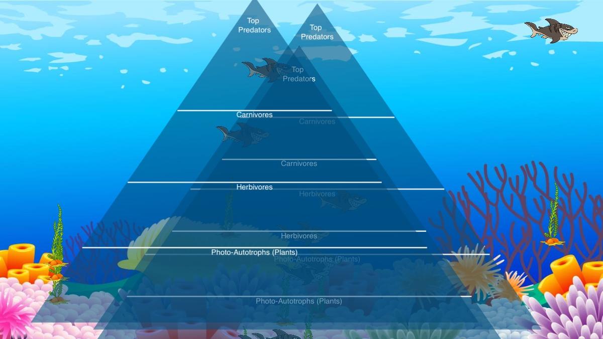 Ocean Ecological Pyramid