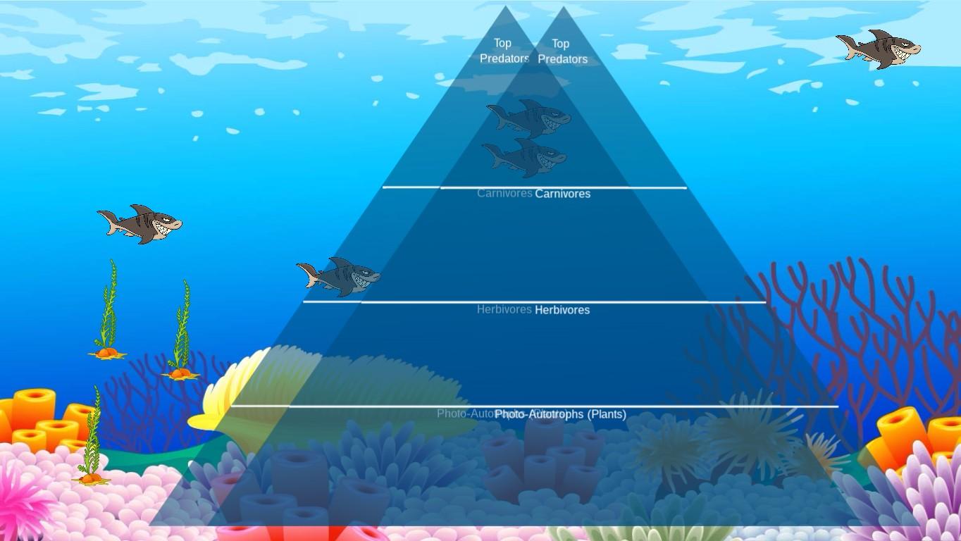 Ocean Ecological Pyramid