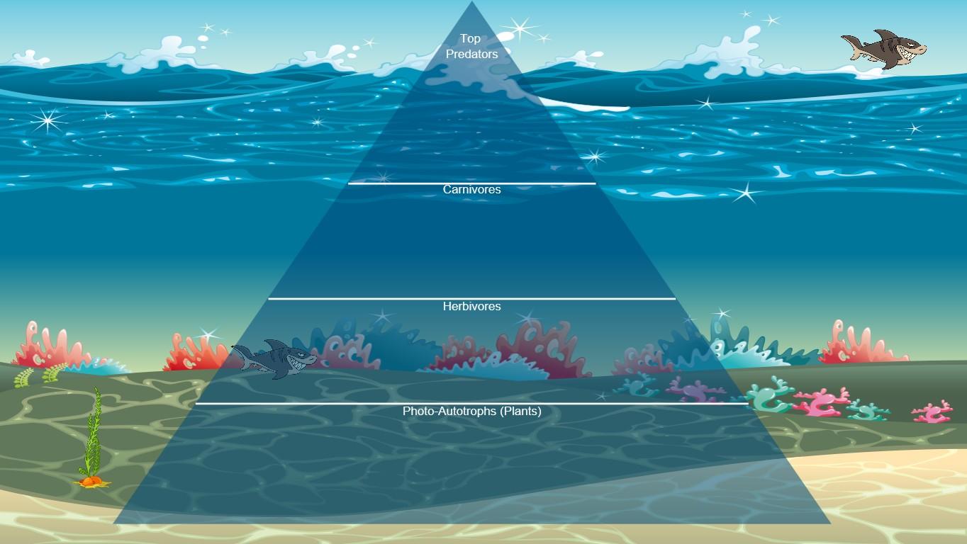 Ocean Ecological Pyramid