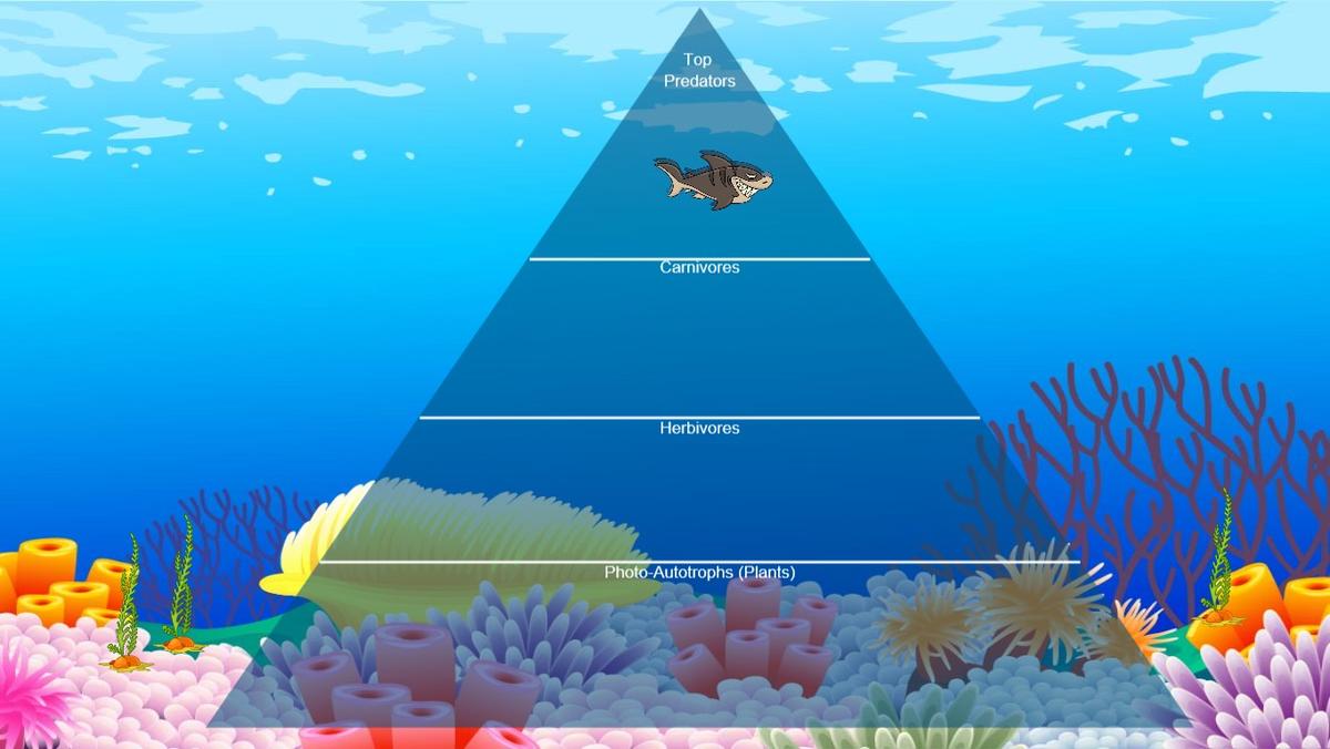 Ocean Ecological Pyramid