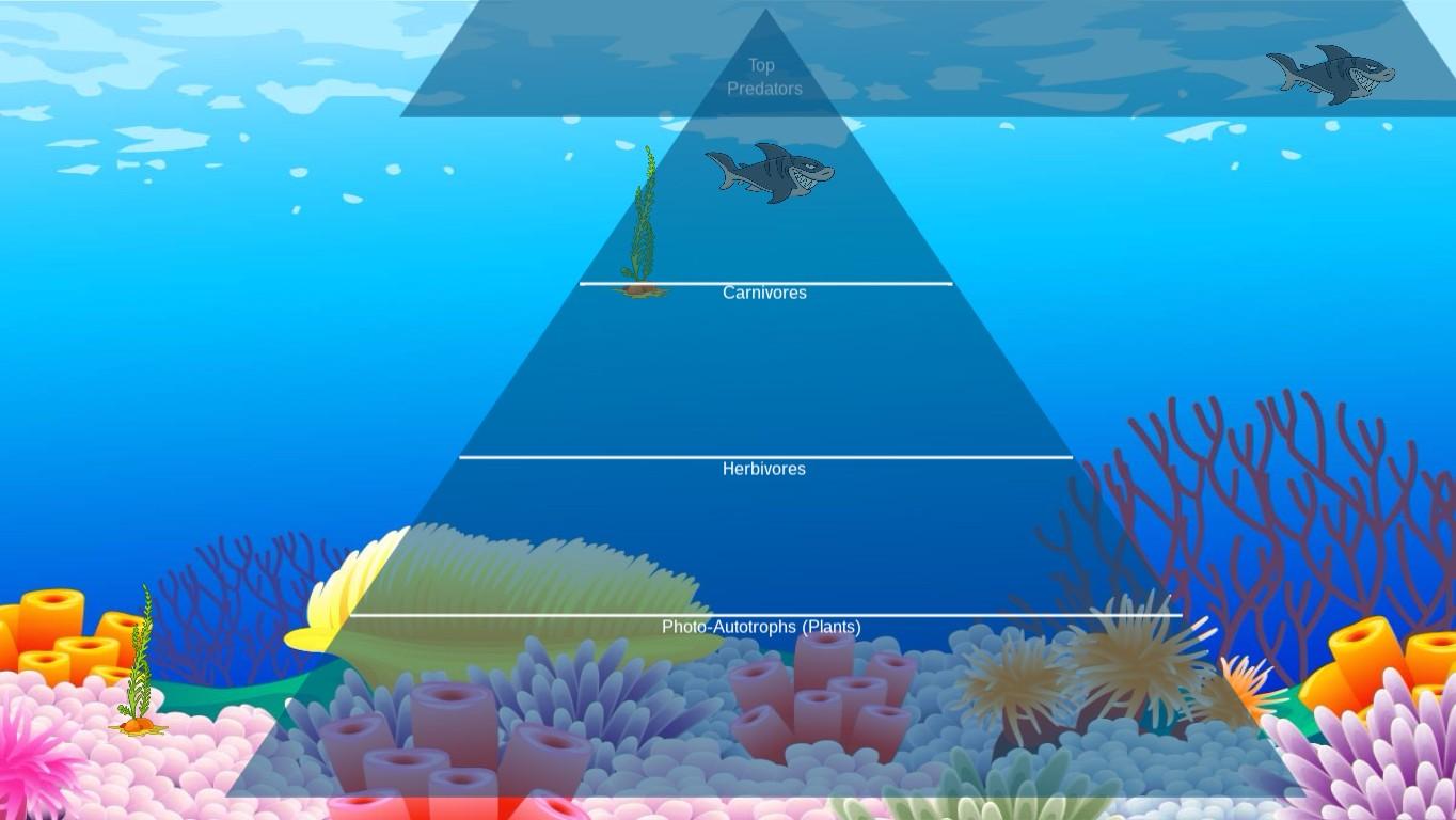 Ocean Ecological Pyramid