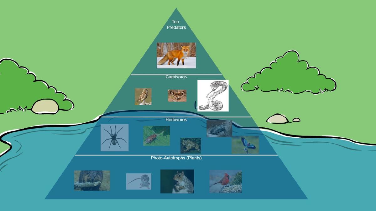 Ocean Ecological Pyramid