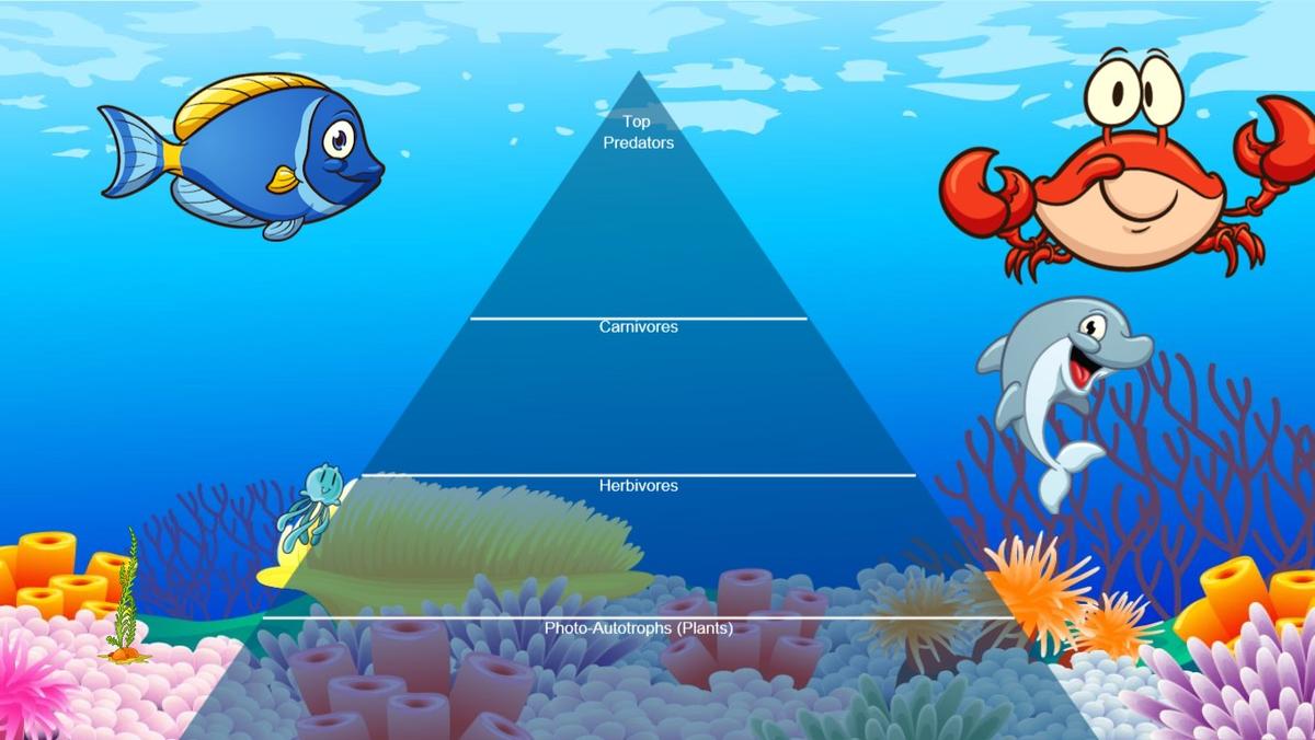 Ocean Ecological Pyramid