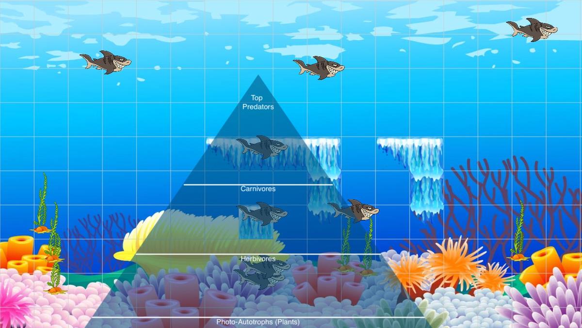 Ocean Ecological Pyramid