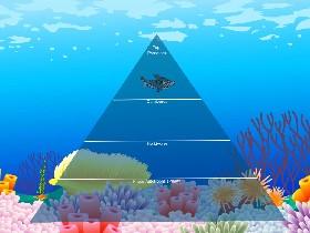 Ecological Pyramid 1