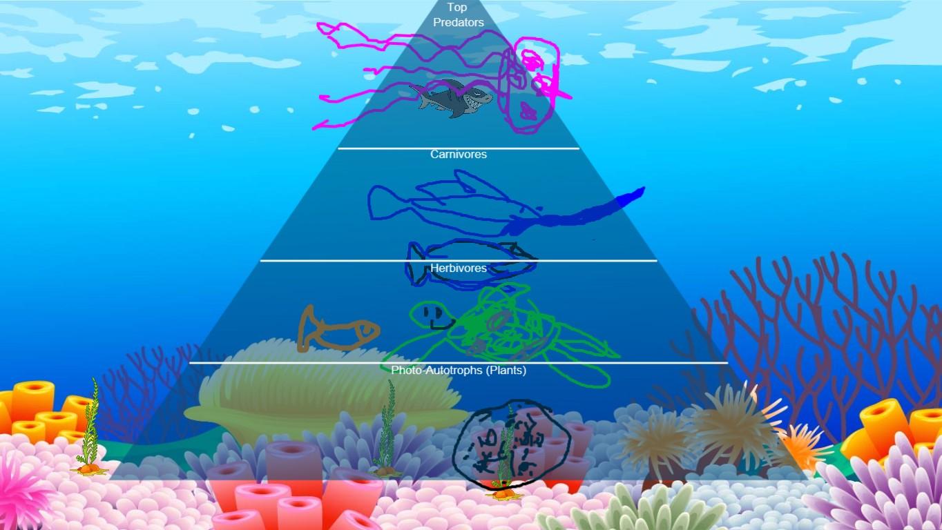 Ocean Ecological Pyramid