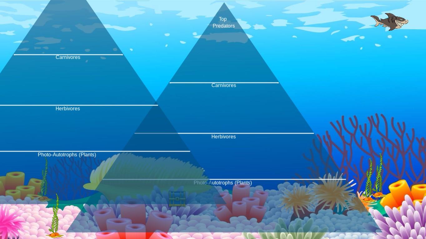 Ocean Ecological Pyramid