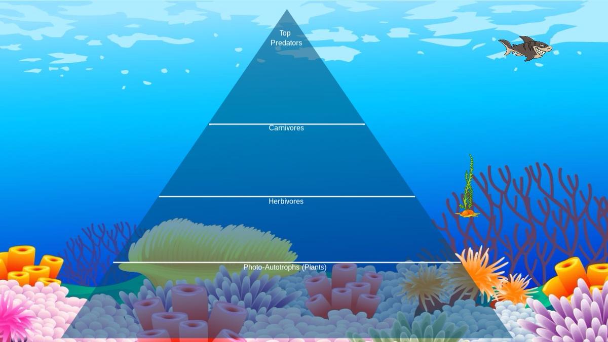 Ocean Ecological Pyramid