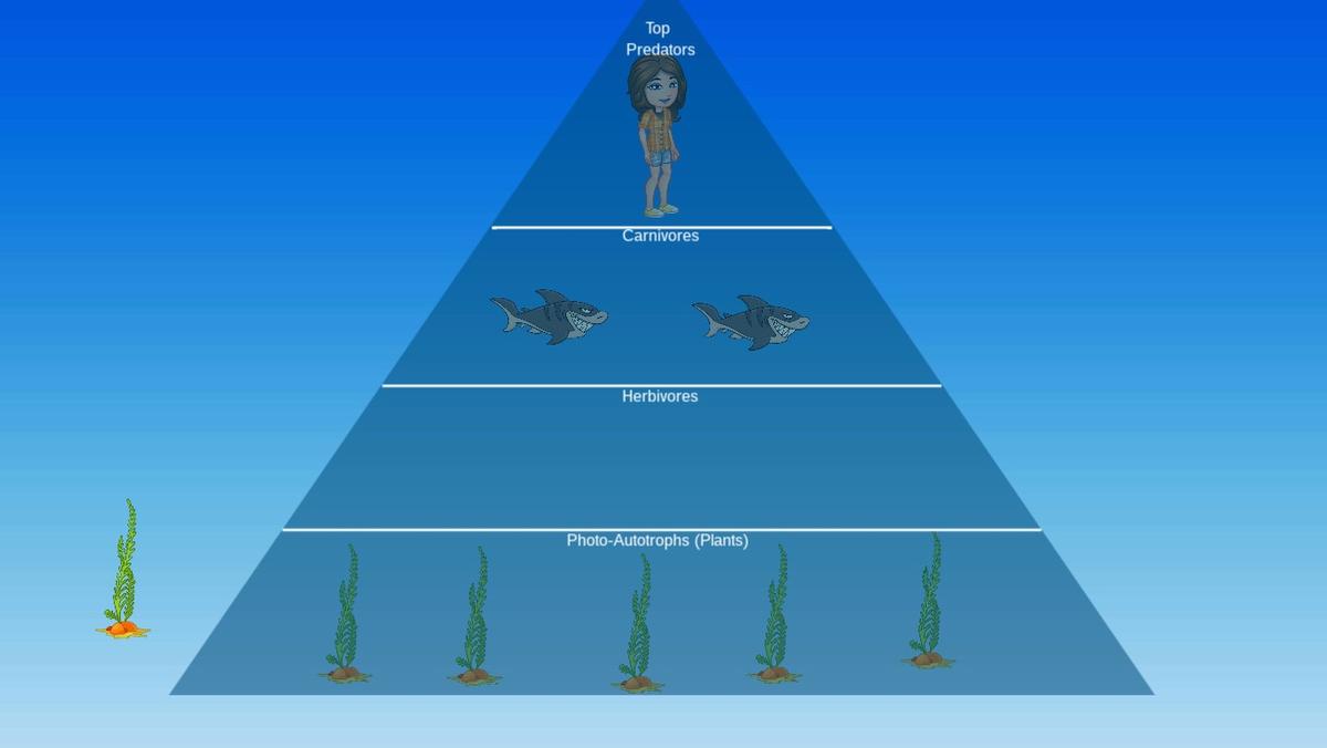 Ocean Ecological Pyramid