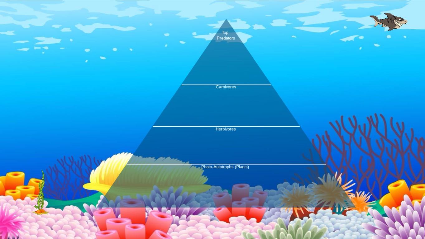 Ocean Ecological Pyramid