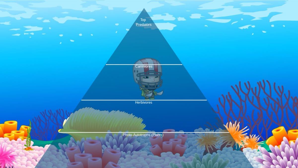 Ocean Ecological Pyramid