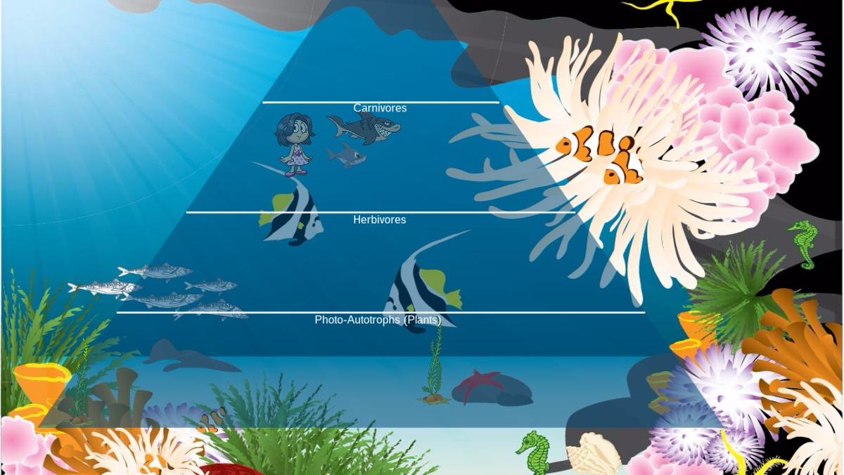 Ocean Ecological Pyramid