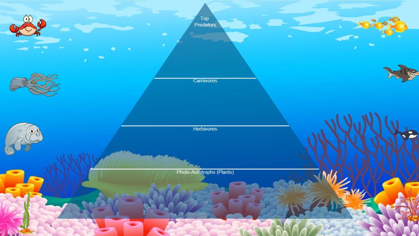 Ocean Ecological Pyramid