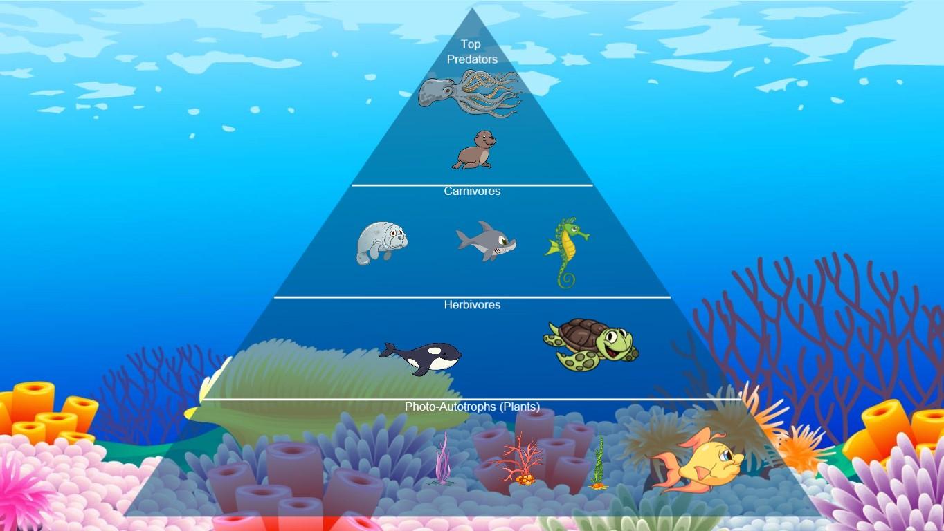 Ocean Ecological Pyramid