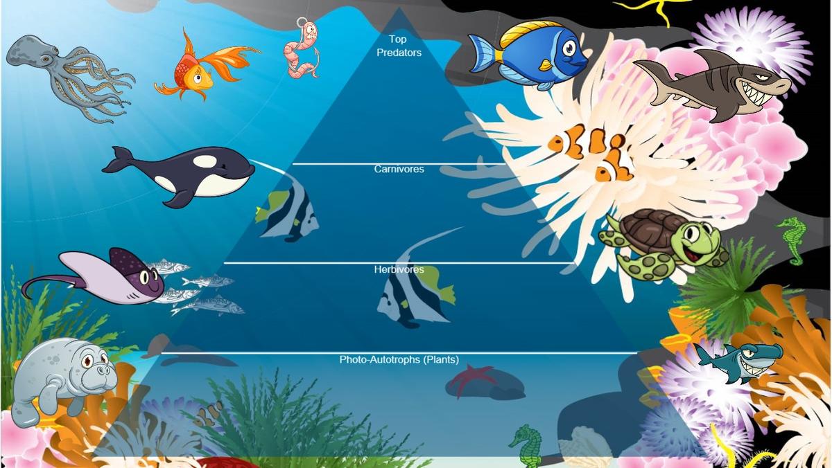 Ocean Ecological Pyramid