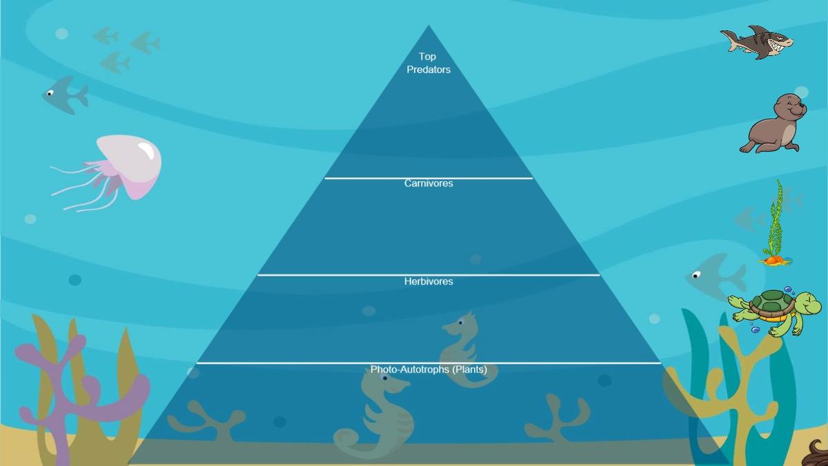 Ocean Ecological Pyramid