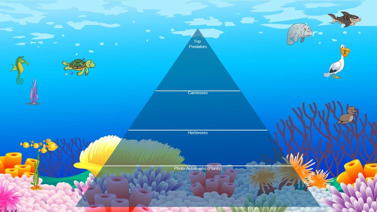 Ocean Ecological Pyramid