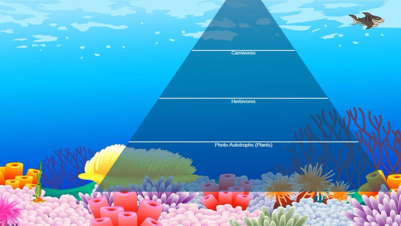 Ocean Ecological Pyramid