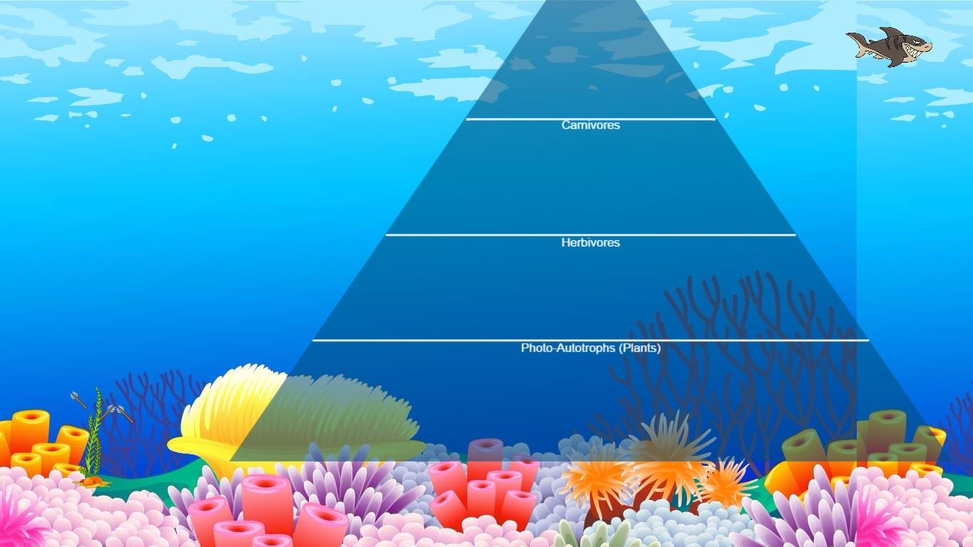 Ocean Ecological Pyramid