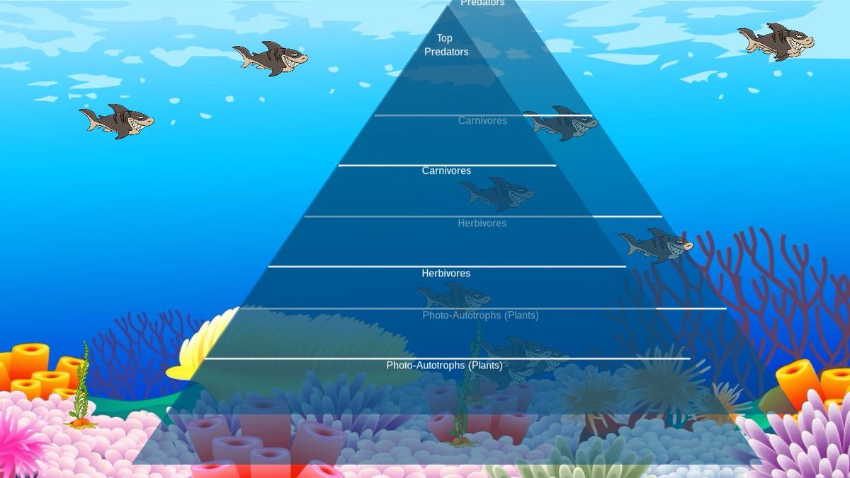 Ocean Ecological Pyramid