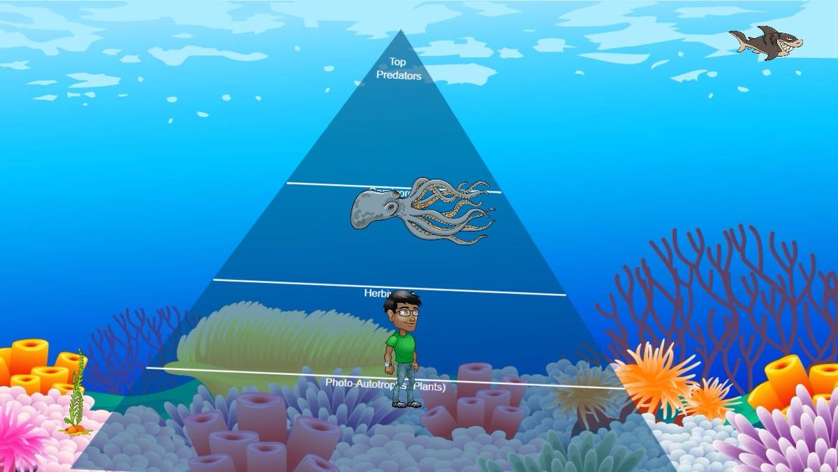 Ocean Ecological Pyramid