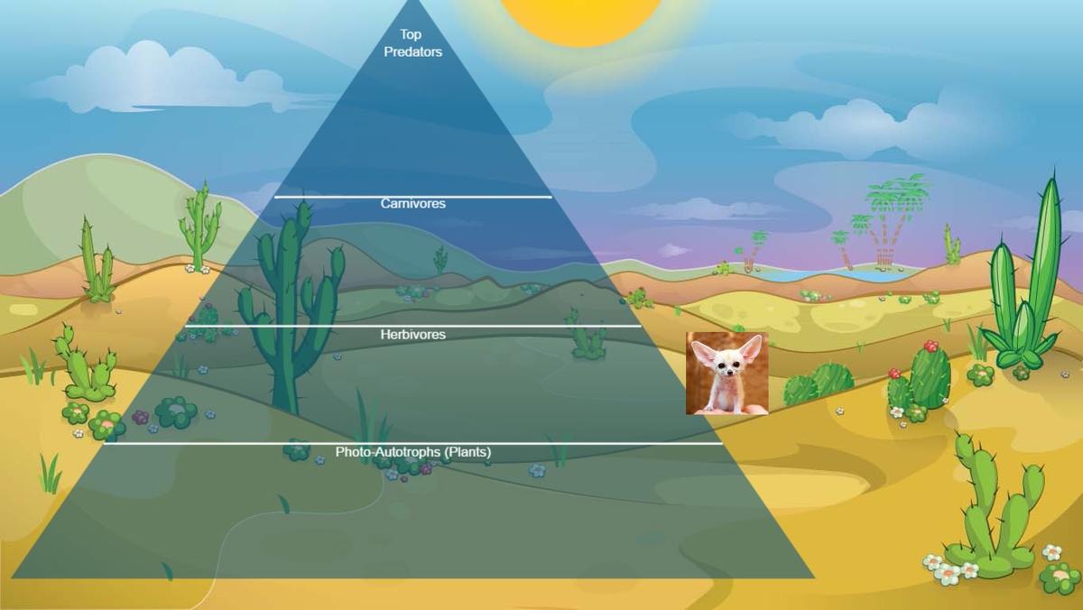 Ocean Ecological Pyramid