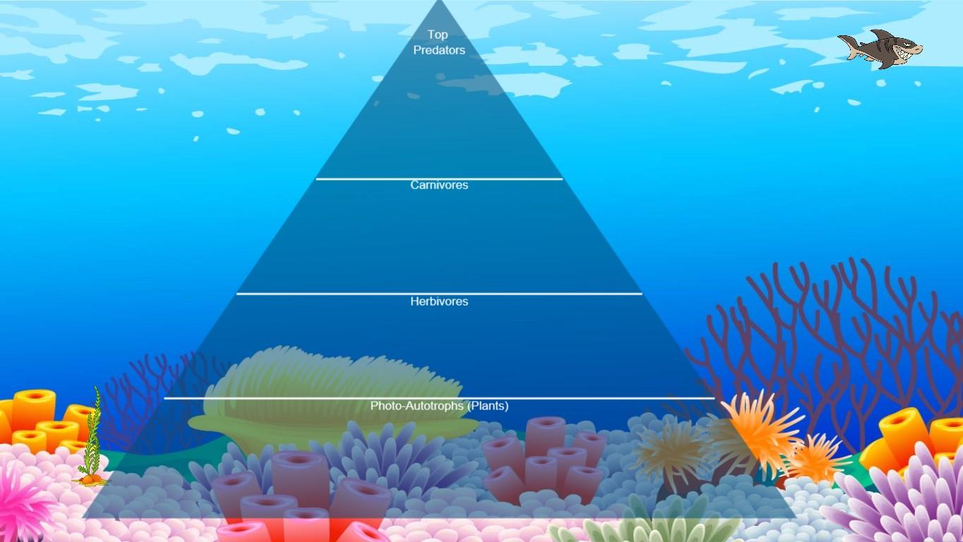 Ocean Ecological Pyramid